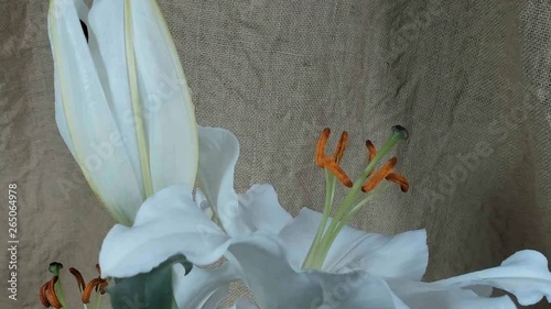 Unblooming colored flower buds, timelapse footage. Close up, macro. photo