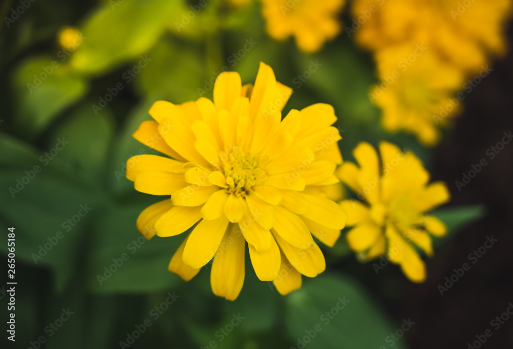 colourful of beautiful flower colourful of beautiful flower