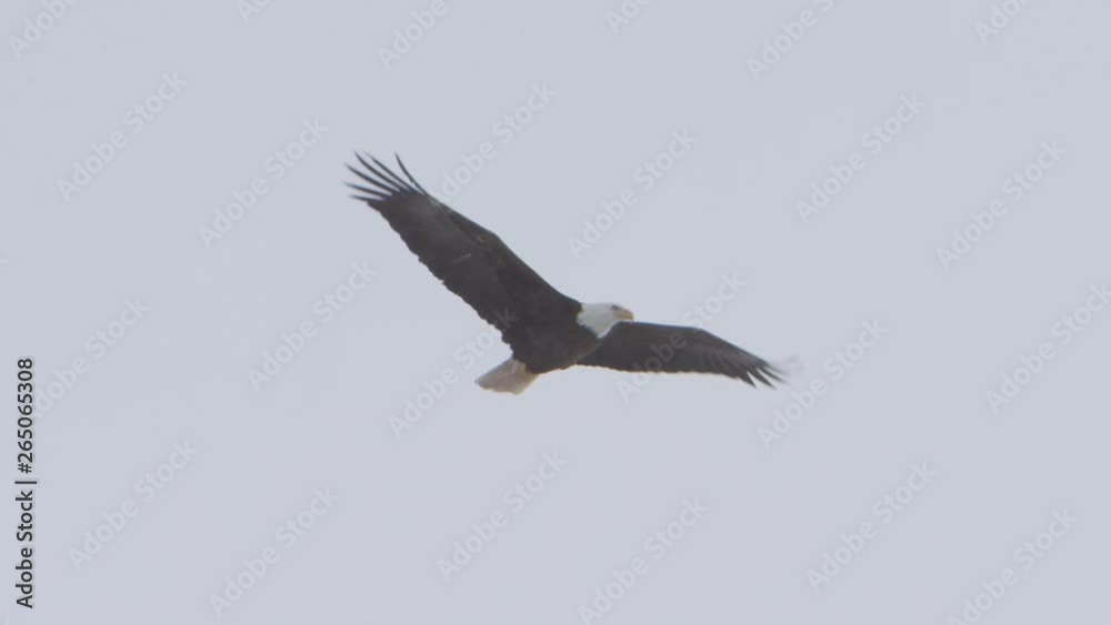 bald eagle 240fps flight through snow storm bald eagle 240fps flight through snow storm
