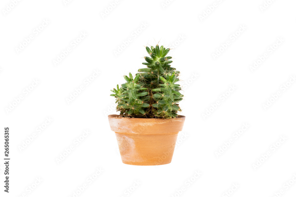 Cactus in clay pot