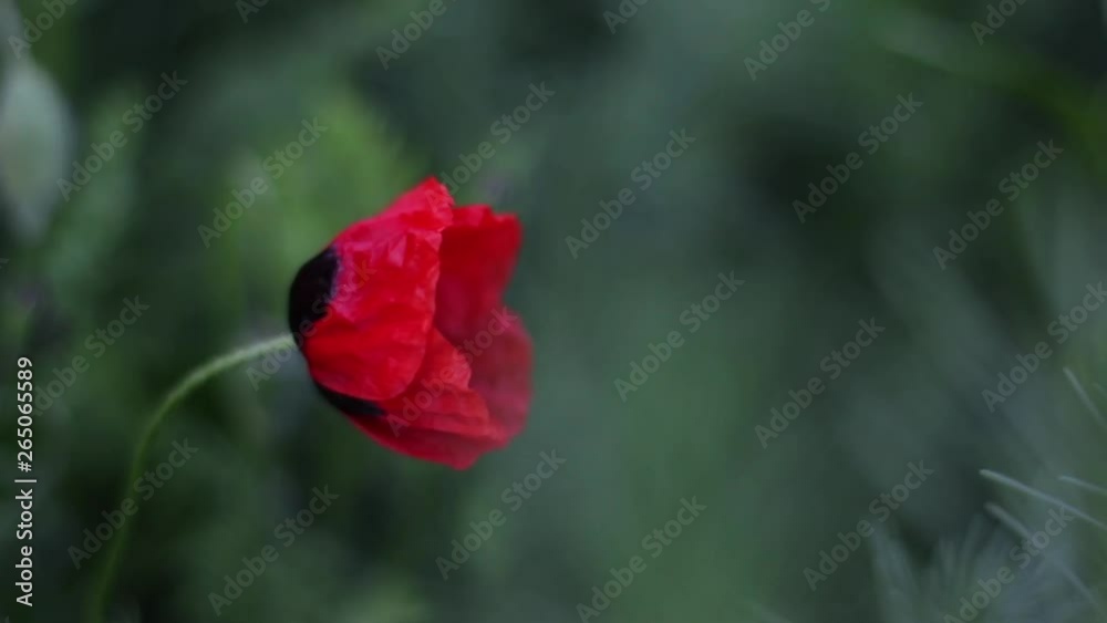 Red Flower in green grass