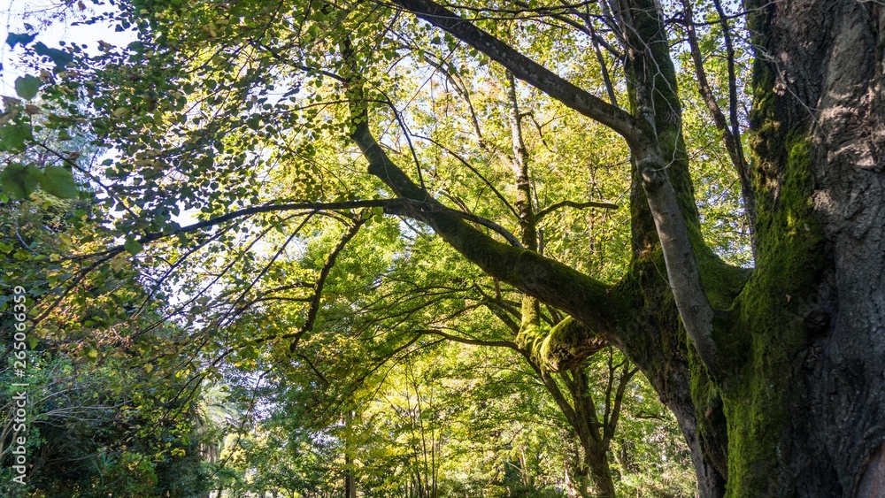 Fototapeta premium Huge ancient tree covered with moss, Arboretum in Sukhum, Abkhazia.