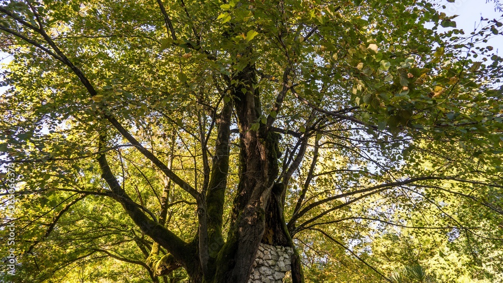 Huge ancient tree covered with moss, Arboretum in Sukhum, Abkhazia. Huge ancient tree covered with moss, Arboretum in Sukhum, Abkhazia.