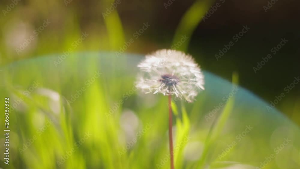 Beautiful dandelion and rainbow