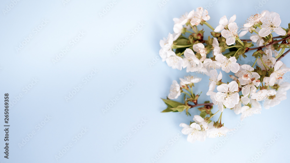 flowers over blue table background. Backdrop with copy space