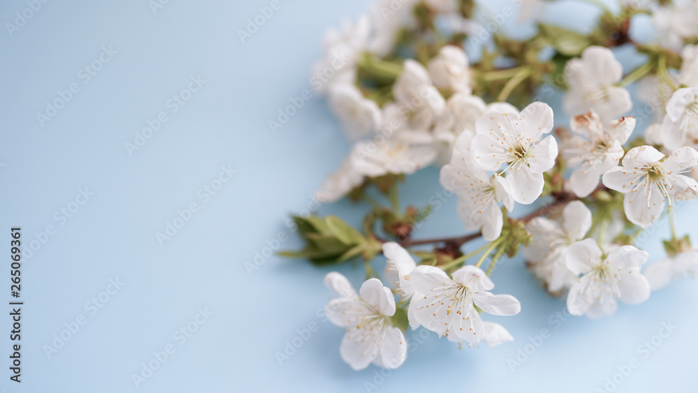 floral spring background of nature. For easter and spring greeting cards with copy space