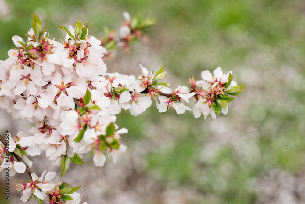 Cherry Blossom trees, Nature and Spring time background. Pink Sakura flowers
