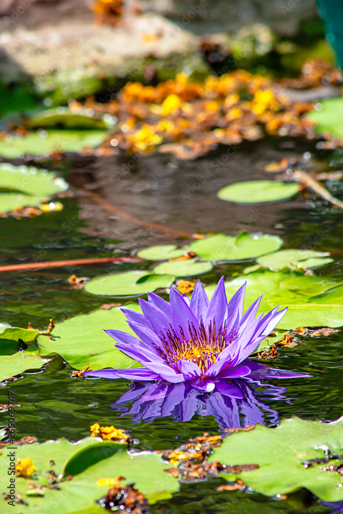 Beautiful Purple lotus and shadow reflected in the water Beautiful Purple lotus and shadow reflected in the water