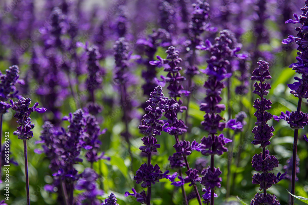 Fototapeta premium Field of blooming lavender