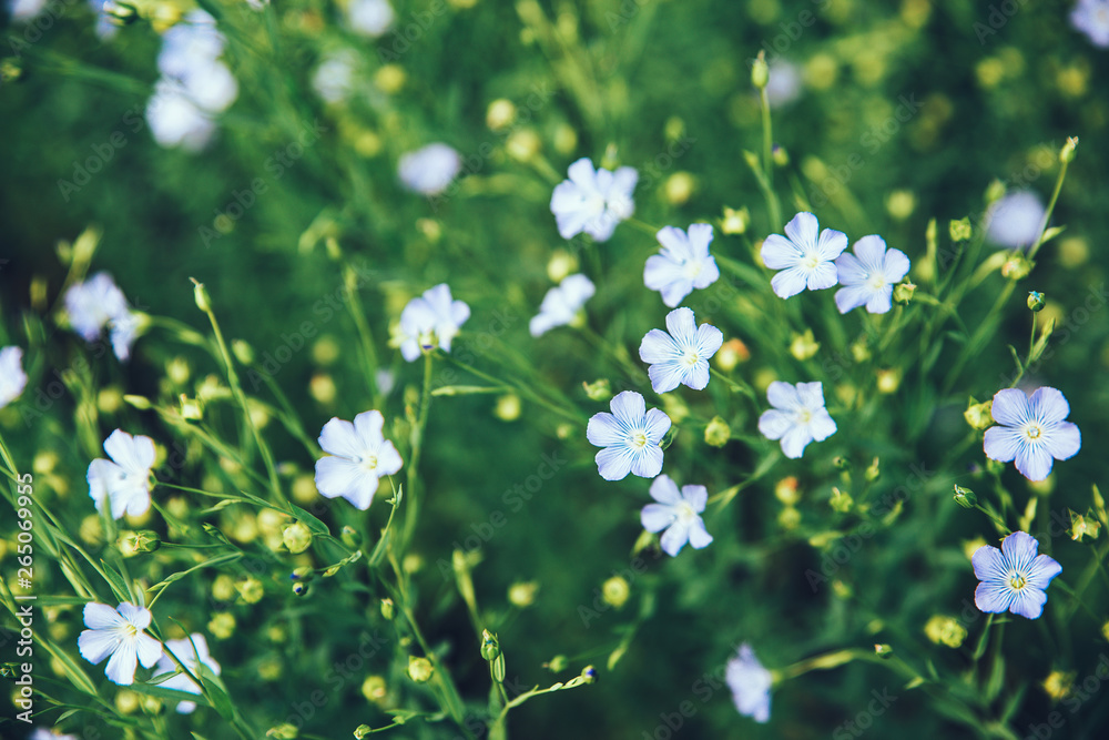 Field of flowering flax. Macro. Selective focus. Natural economy. Field of flowering flax. Macro. Selective focus. Natural economy.