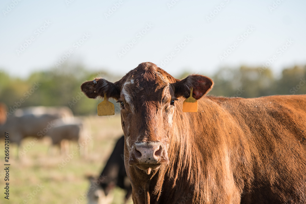 Brown and white crossbred cow Brown and white crossbred cow
