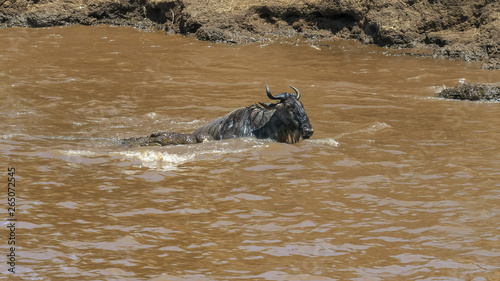 a wildebeest struggles to free itself from the jaws of a crocodile