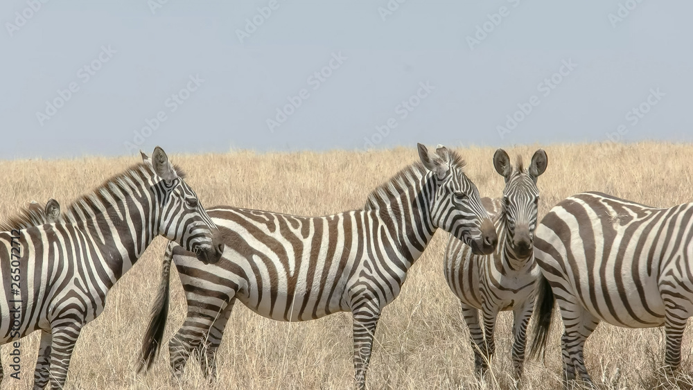 Obraz premium midday close up of a zebra herd in masai mara