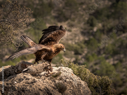 Golden Eagle