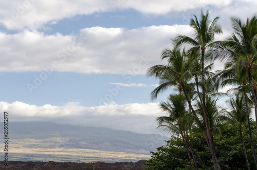 Palm branches in Waikoloa resort with Mauna Kea slops in the backround