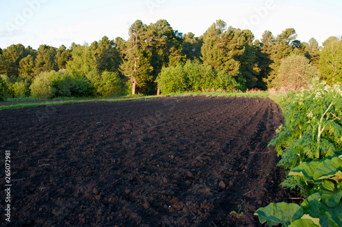 Plowed field near the edge of the forest in the evening photo