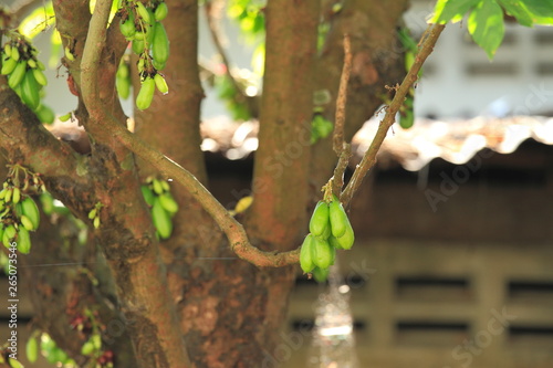 Bilimbi, cucumber tree, or tree sorrel (Averrhoa bilimbi),thailand