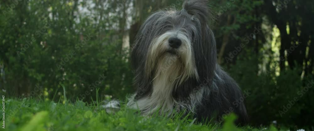 Bearded Hund schaut süss in die Kamera