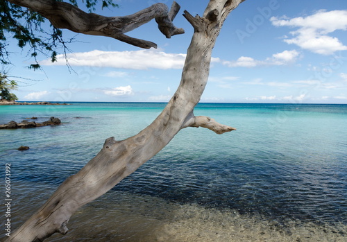 Beautiful trees framing serenity of Waialea beach