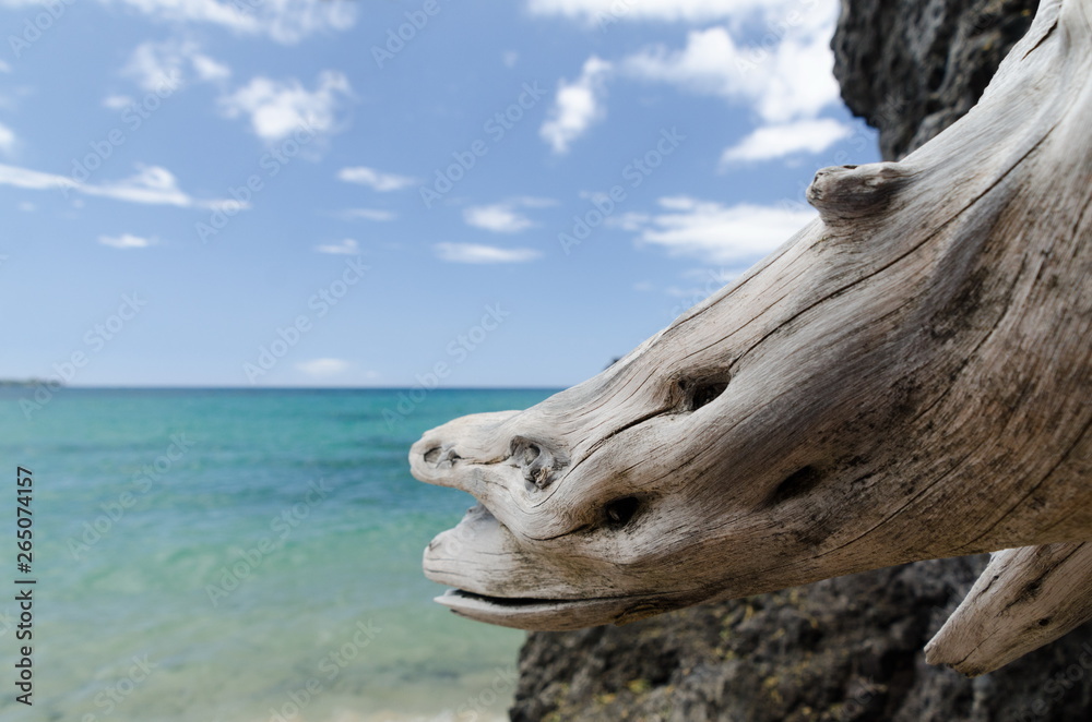 Beautiful white drywood branches framing serenity of Waialea  beach