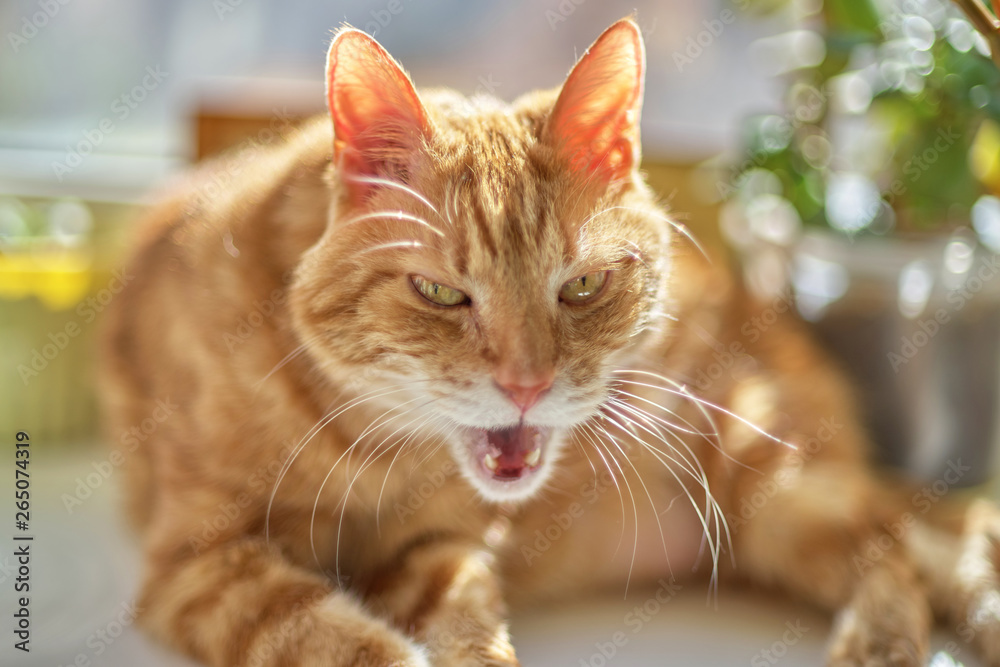 Red cat looks into the camera by opening the mouth, easy defocus close up