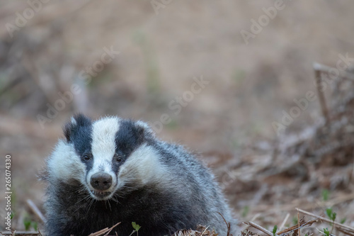 Badger, meles meles, portrait near sett while foraging, sniffing air and feeding besides the sett during April/spring in scotland.