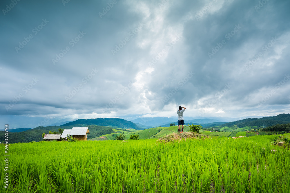 Paddy Rice Field Plantation Landscape with Mountain View Background Paddy Rice Field Plantation Landscape with Mountain View Background