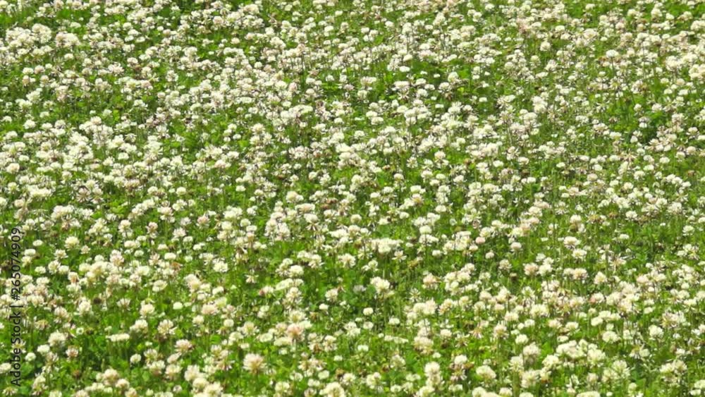 風に揺れる白詰草 風に揺れる白詰草