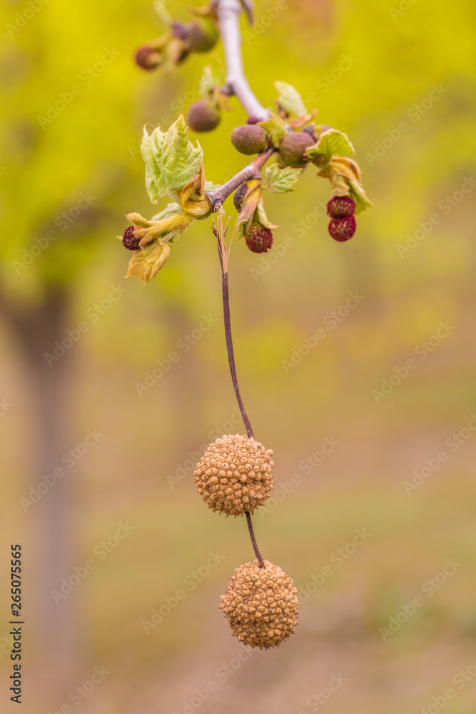Outdoor sycamore fruit,Platanus acerifolia Willd. Outdoor sycamore fruit,Platanus acerifolia Willd.