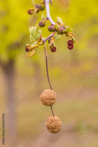 Outdoor sycamore fruit，Platanus acerifolia Willd.