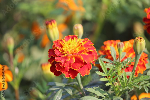 Fototapeta Naklejka Na Ścianę i Meble -  red flower in the garden