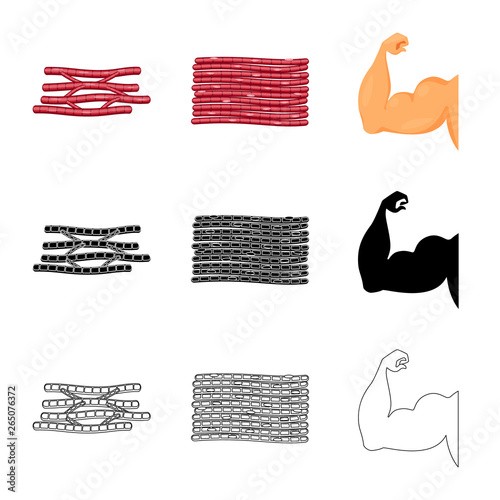 Vector design of fiber and muscular icon. Collection of fiber and body  stock symbol for web.
