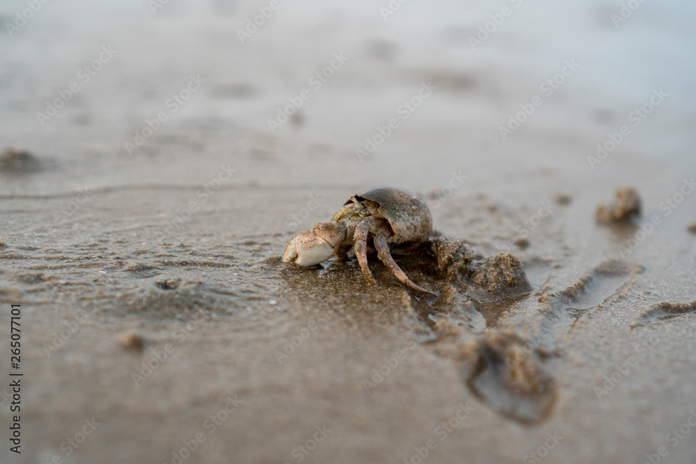 Hermit crabs live on the sand by the sea. Hermit crabs digging sand to bury themselves to hide from predators.