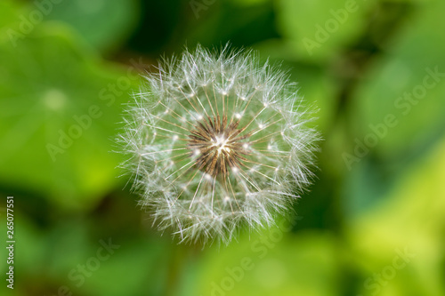 Pusteblume