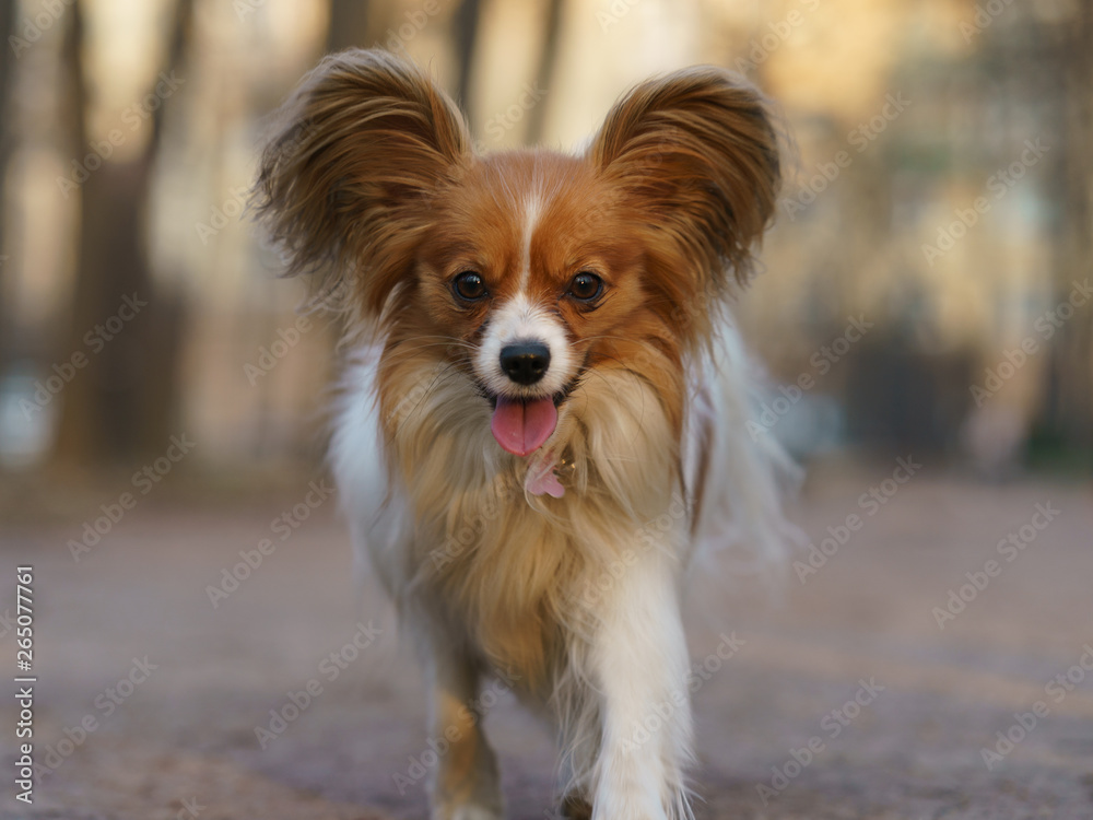 A Papillon Purebred Dog runnig in the City Park A Papillon Purebred Dog runnig in the City Park