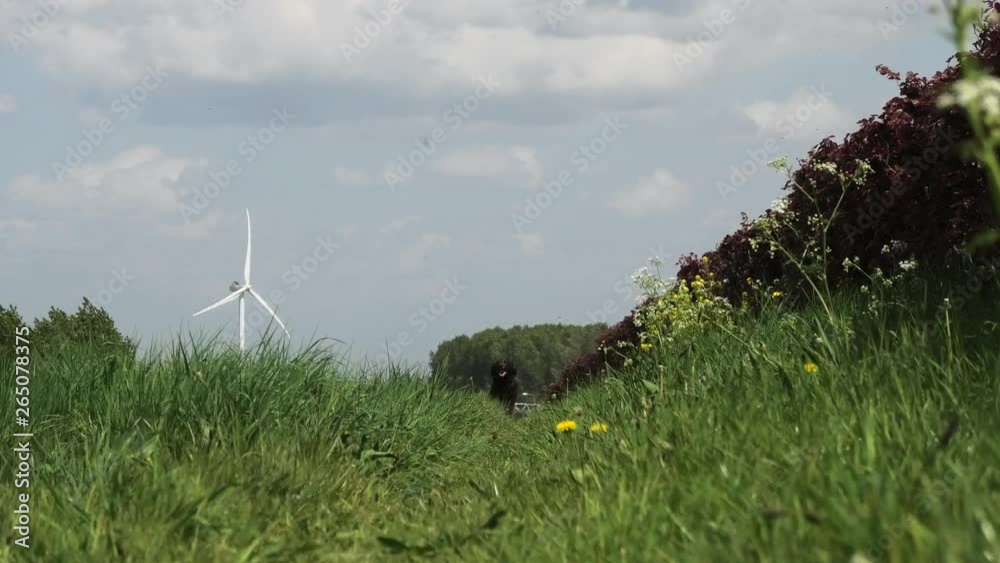Hunting dog running in a field towards the camera in Den Haag, the Netherlands