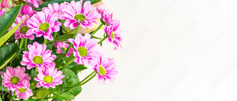 Bouquet of pink Chrysanthemum flowers on white background. 