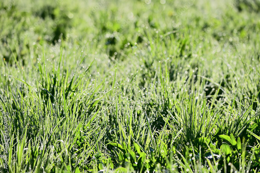 Drops of morning dew on grass. Drops of morning dew on grass.