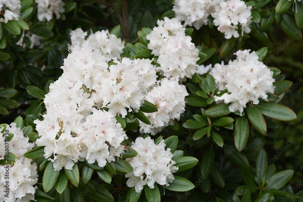 Rhododendron white blossoms is elegant and beautiful. Rhododendron white blossoms is elegant and beautiful.