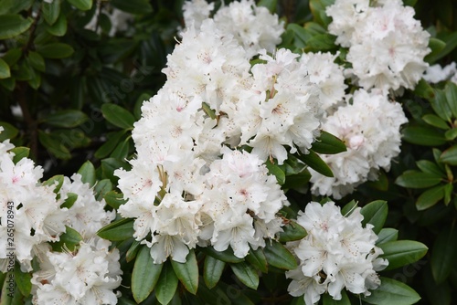 Rhododendron white blossoms is elegant and beautiful.