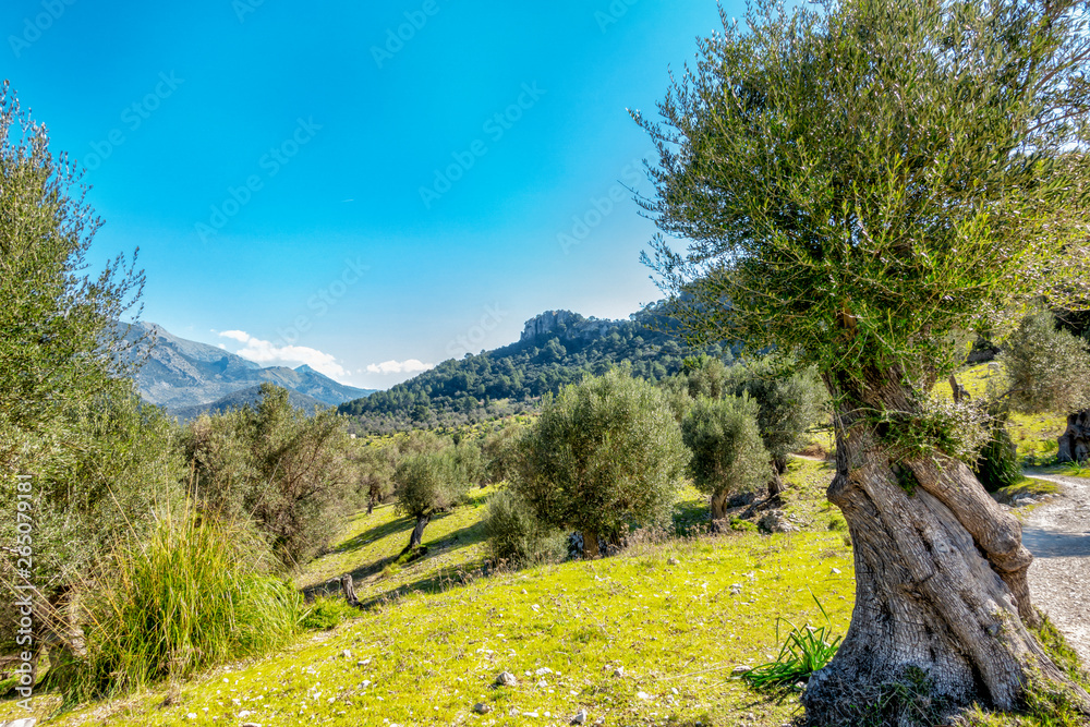 Schafsweide mit Olivenbäumen im zeitigen Frühjahr im Tramuntana-Gebirge auf Mallorca Schafsweide mit Olivenbäumen im zeitigen Frühjahr im Tramuntana-Gebirge auf Mallorca