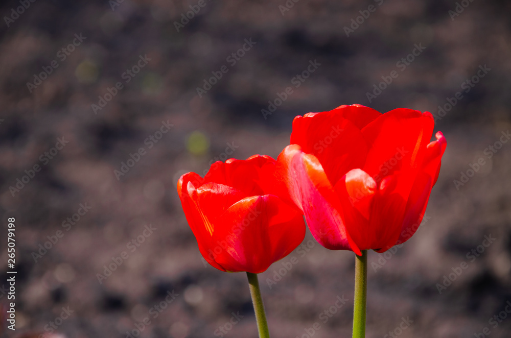 Red tulips in close-up. Open and closed bud tulip. Bright tulip flowers from all sides. Flowers for the holiday of spring. Beautiful flowers Red tulips in close-up. Open and closed bud tulip. Bright tulip flowers from all sides. Flowers for the holiday of spring. Beautiful flowers