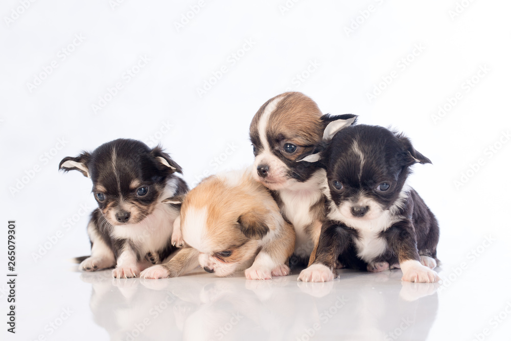 Obraz premium puppies on white background