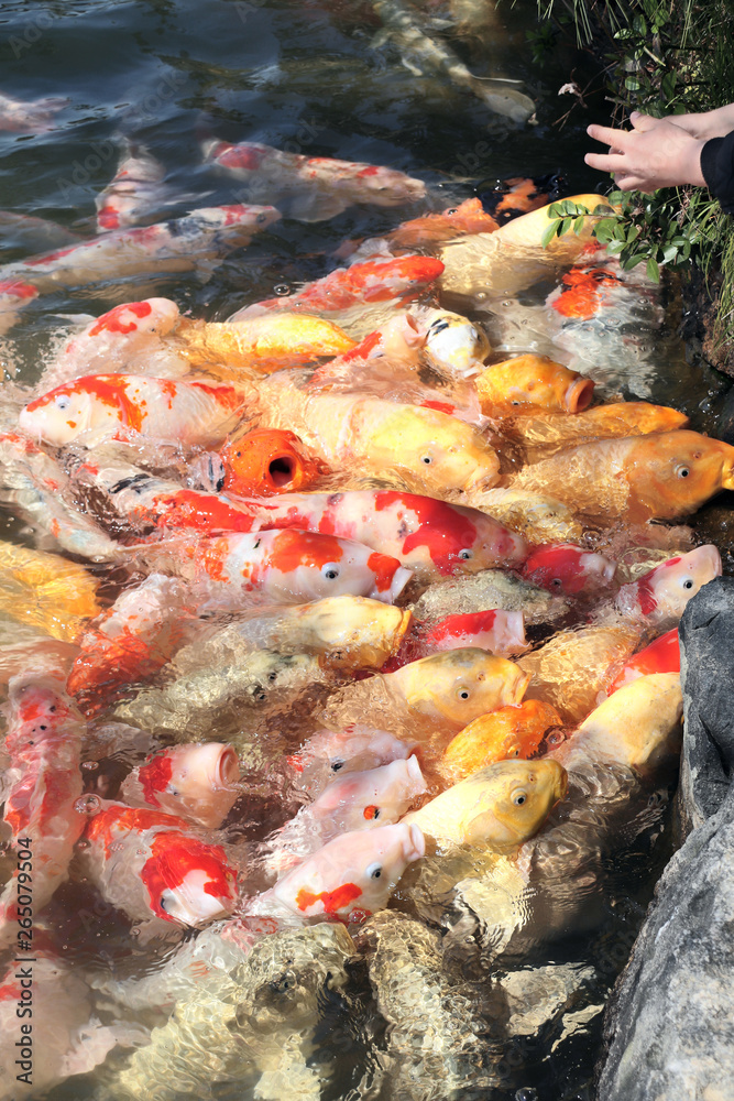Feeding a Fancy carps, Koishikawa Korakuen garden, Okayama, Japa Feeding a Fancy carps, Koishikawa Korakuen garden, Okayama, Japa