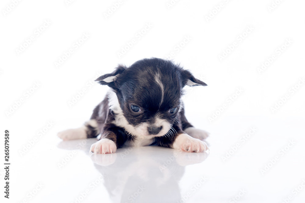 puppies on white background
