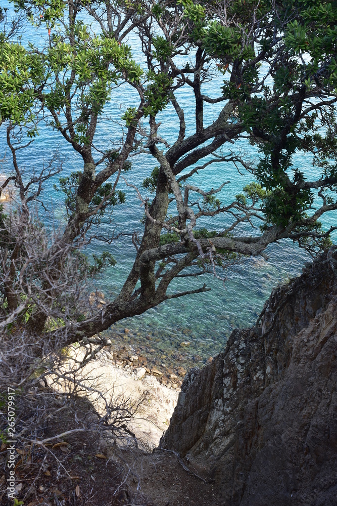 Steep cliff under native pohutukawa tree into green water of Whangarei Harbour near Bushby Head. Steep cliff under native pohutukawa tree into green water of Whangarei Harbour near Bushby Head.
