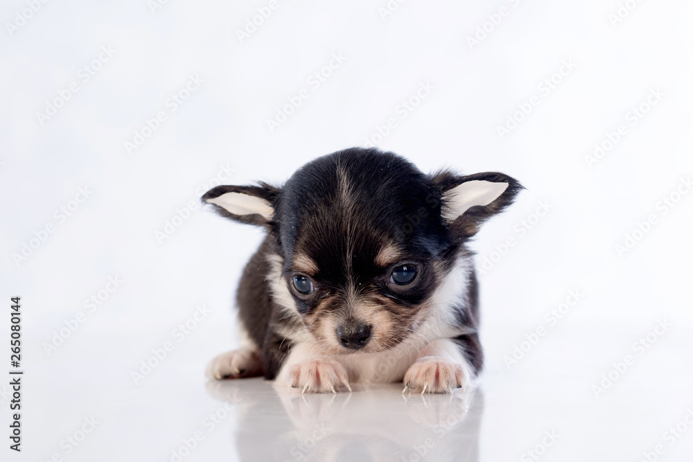 puppies on white background