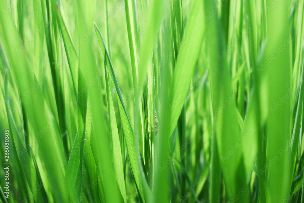 Green grass in the spring, closeup. Green grass in the spring, closeup.