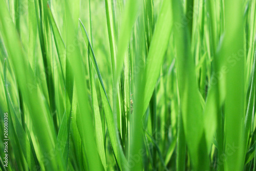 Green grass in the spring  closeup.