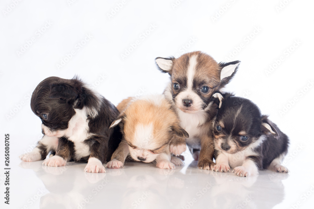 Obraz premium szczenięta na białym tle
